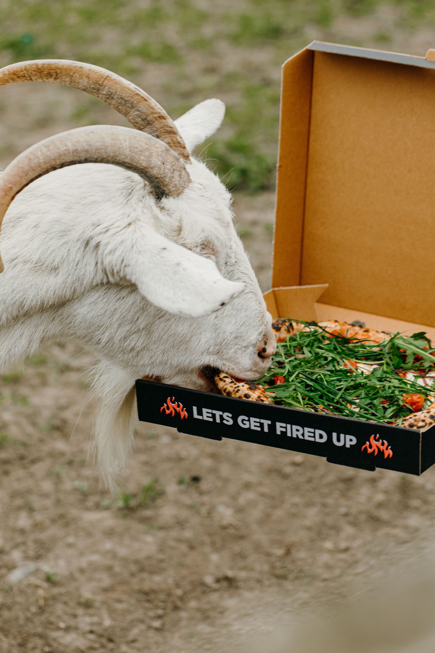Fired up pizza being eaten by a goat